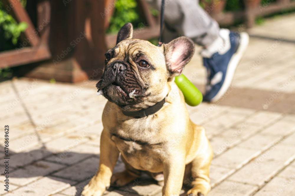 Obraz premium Young redhead dog French Bulldog for a walk in the park, close-up, drooling down.