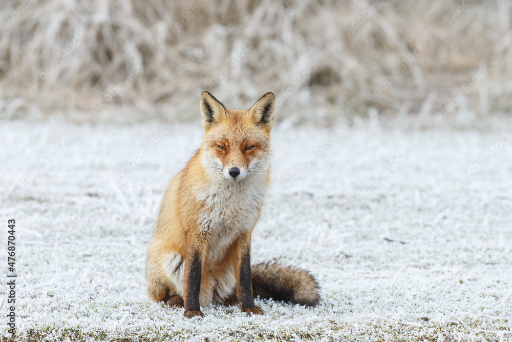Red fox in Nature. Red fox in Nature.