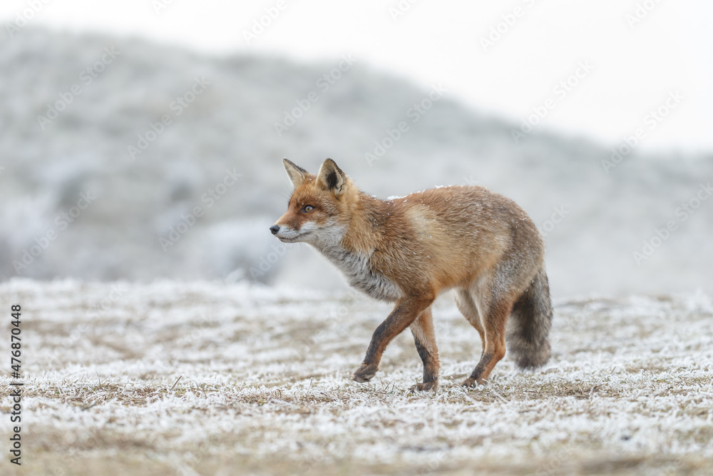 Obraz premium Red fox in Nature.