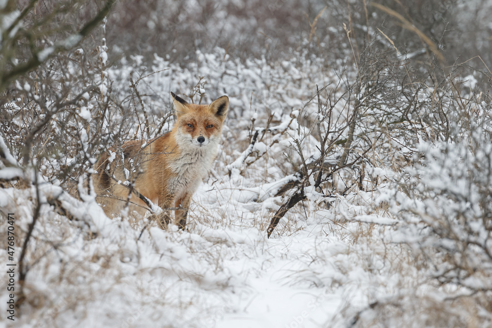 Fototapeta premium Red fox in Nature.