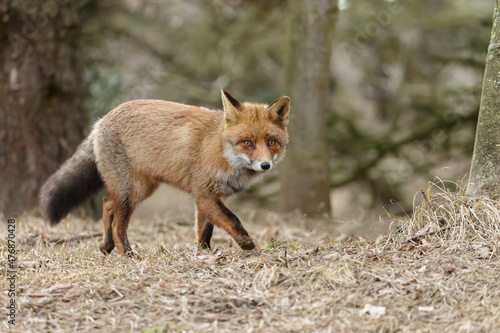 Fototapeta Naklejka Na Ścianę i Meble -  Red fox in Nature.