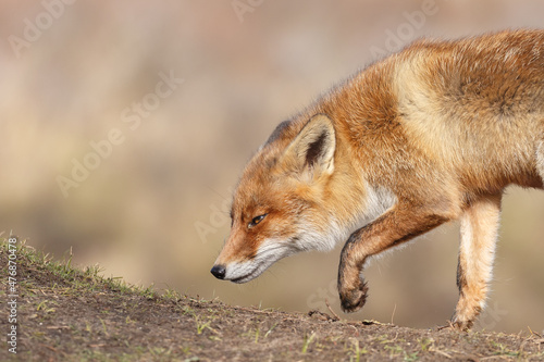 Fototapeta Naklejka Na Ścianę i Meble -  Red fox in Nature.