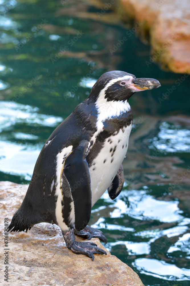 Fototapeta premium Closeup Humboldt penguin (Spheniscus humboldti) standing on a rock near of water