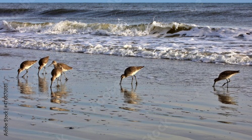 Shore birds along the coast of NC.  Willet, pelican, ruddy turnstone, all looking for food in the sand.  Willet foot prints in the sand.  