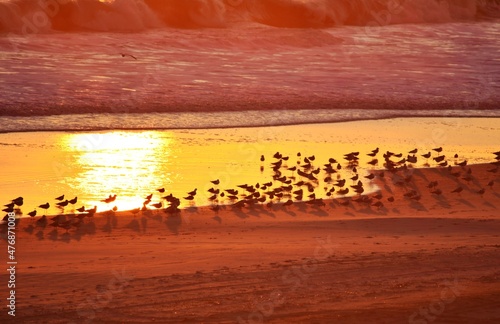Sunset along the Atlantic ocean with birds in the foreground silhouetted against the sky fire.    