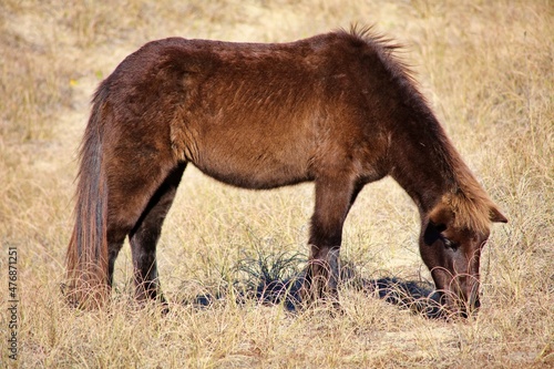 Banker horses grazing along the barrier outer banks islands along the crystal coast.  Beautiful long wild and ungroomed manes.  
