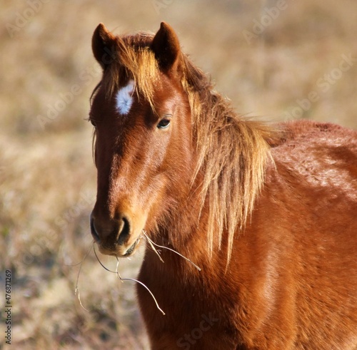 Banker horses grazing along the barrier outer banks islands along the crystal coast.  Beautiful long wild and ungroomed manes.  