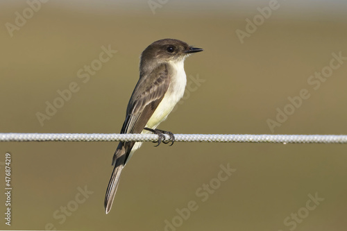 Eastern Phoebe (flycatcher) perched on a wire © Leena