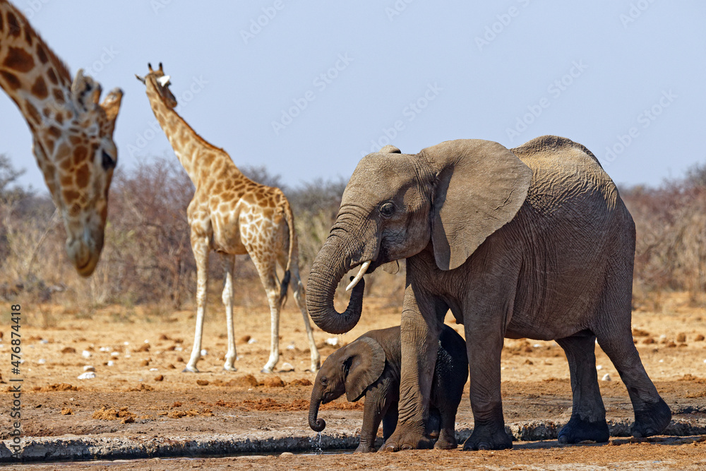 Fototapeta premium Elefanten und Giraffen
