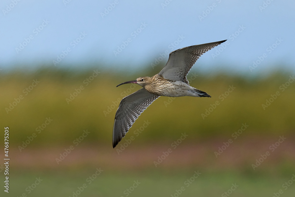 Eurasian curlew (Numenius arquata) Eurasian curlew (Numenius arquata)