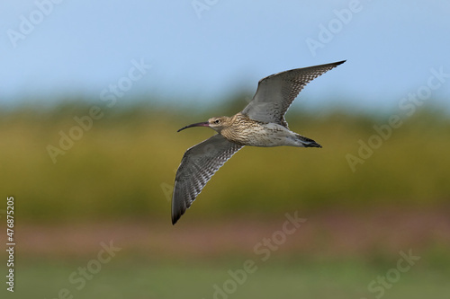 Eurasian curlew  Numenius arquata 