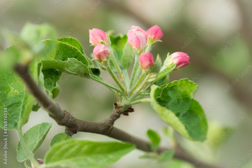 Blooming apple tree (lat. Malus domestica), of the family Rosaceae. Russia. Blooming apple tree (lat. Malus domestica), of the family Rosaceae. Russia.