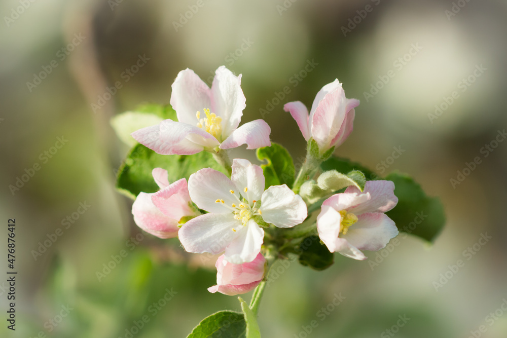 Blooming apple tree (lat. Malus domestica), of the family Rosaceae. Russia.