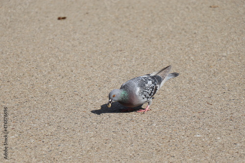 鳩　鳥　野鳥　餌　