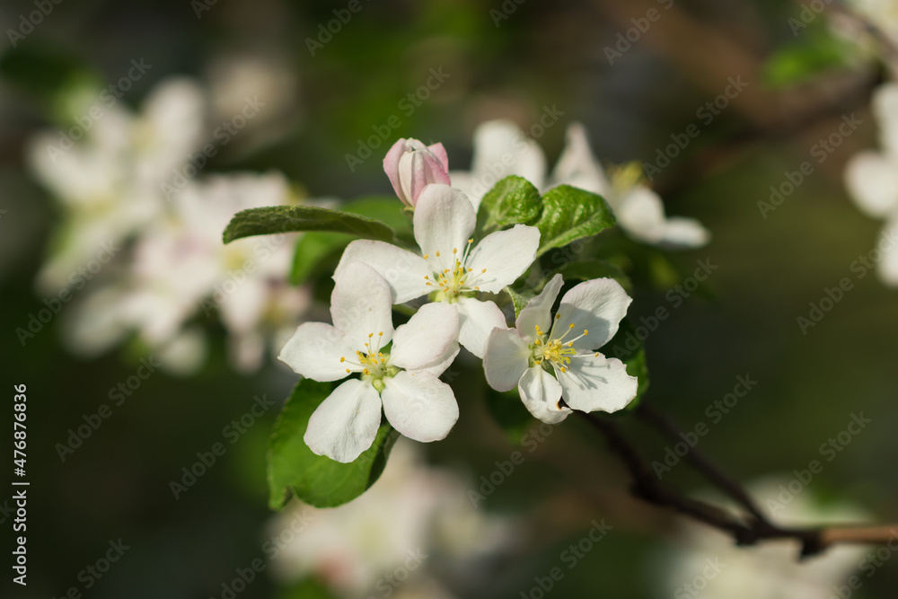 Blooming apple tree (lat. Malus domestica), of the family Rosaceae. Russia. Blooming apple tree (lat. Malus domestica), of the family Rosaceae. Russia.