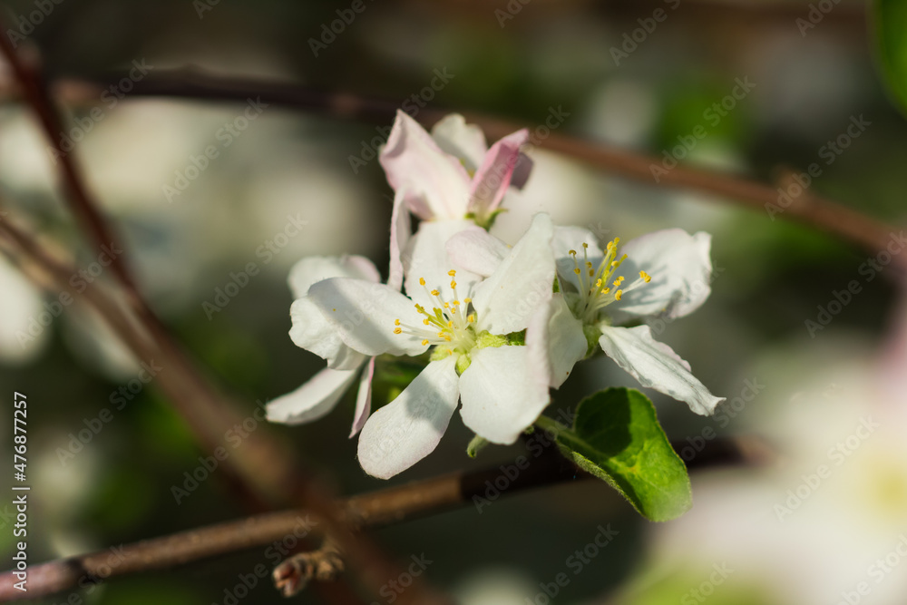 Blooming apple tree (lat. Malus domestica), of the family Rosaceae. Russia. Blooming apple tree (lat. Malus domestica), of the family Rosaceae. Russia.