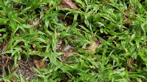 A video of rainwater dripping into a puddle on a green lawn.