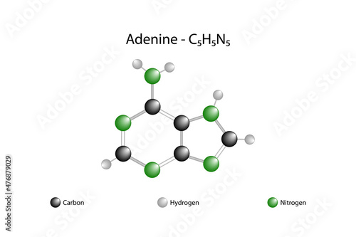 Molecular formula of adenine. Adenine is the molecule, one of the two purine bases in total. It is found in the nucleotides of DNA and RNA nucleic acids.