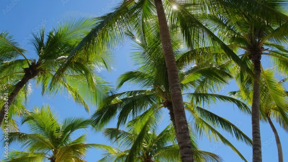 Ocean view showing a sailboat passing by in the Caribbean with palm branches in the foreground.
Tropical island. Summer and winter vacations Ocean view showing a sailboat passing by in the Caribbean with palm branches in the foreground.
Tropical island. Summer and winter vacations