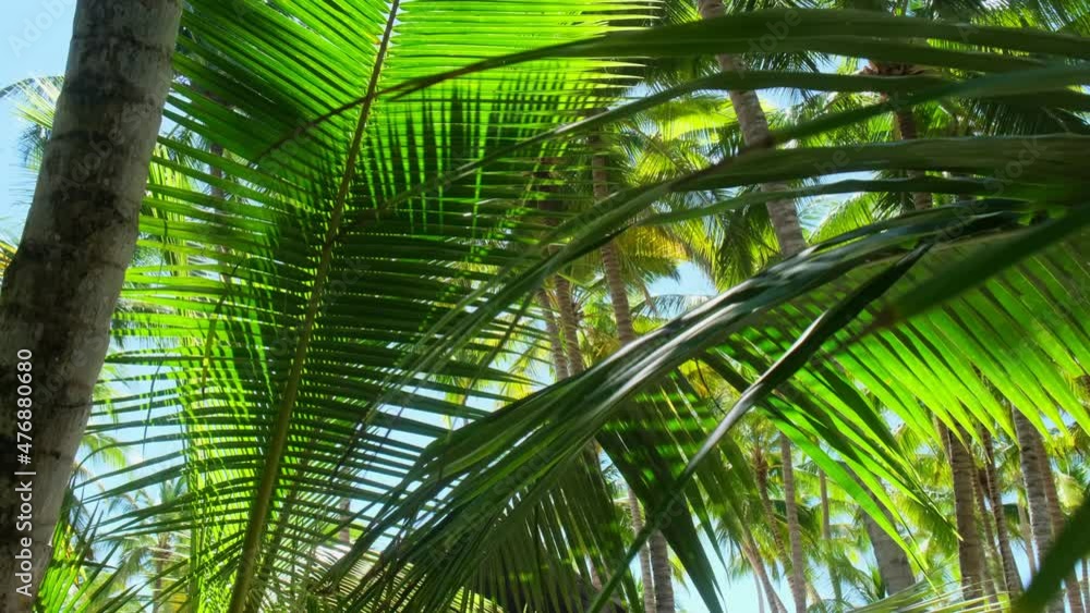 Ocean view showing a sailboat passing by in the Caribbean with palm branches in the foreground.
Tropical island. Summer and winter vacations Ocean view showing a sailboat passing by in the Caribbean with palm branches in the foreground.
Tropical island. Summer and winter vacations
