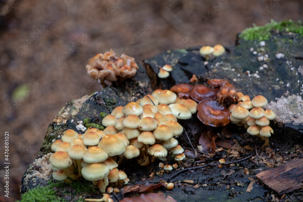 Hypholoma Sulphur tuft growing on a tree stump in Palatinate Forest Germany Hypholoma Sulphur tuft growing on a tree stump in Palatinate Forest Germany