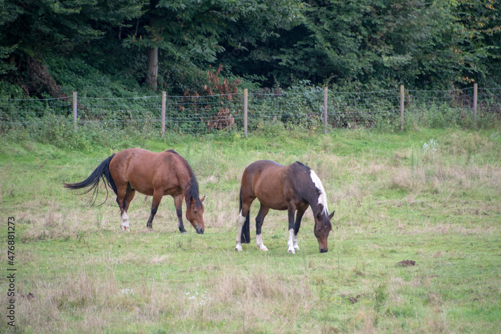 horses grazing in a pasture near Palatinate forest Germany