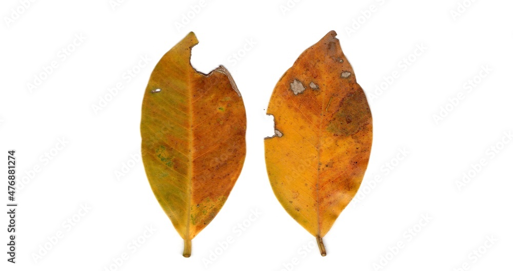 leaf isolated on white background leaf isolated on white background