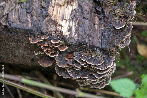 Trametes versicolor turkey tail mushroom growing on tree in Palatinate Forest Germany