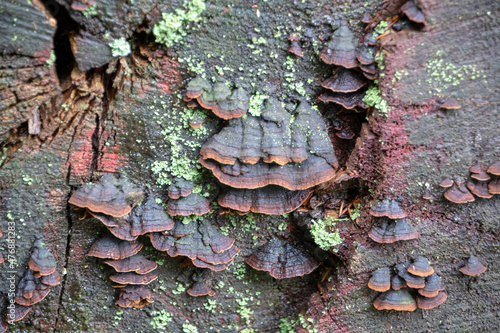Hymenochaete rubiginosa oak curtain crust mushroom growing on tree in Palatinate Forest Germany photo