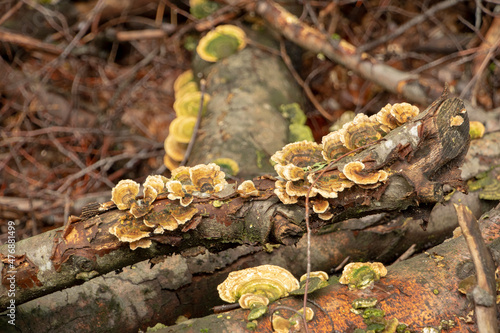 Orange and green trametes species growing on a fallen log in Palatinate forest Germany