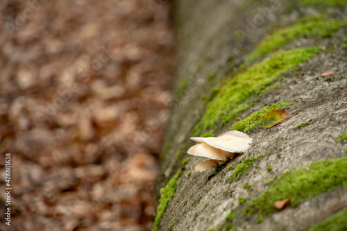 Crepidotus applantus flat oysterling mushroom growing on a fallen log in Palatinate forest Germany