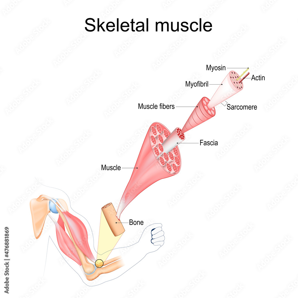 Skeletal Muscle Anatomy Structure Stock Vector Adobe Stock Skeletal Muscle Anatomy Structure Stock Vector Adobe Stock
