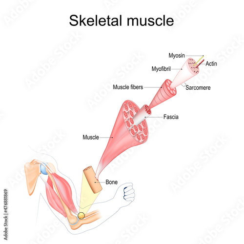 Skeletal Muscle anatomy. structure photo