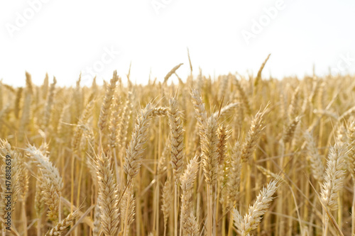 Field of wheat close up.    