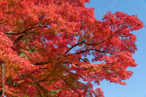 真っ赤に紅葉するイロハモミジ © TAIGA