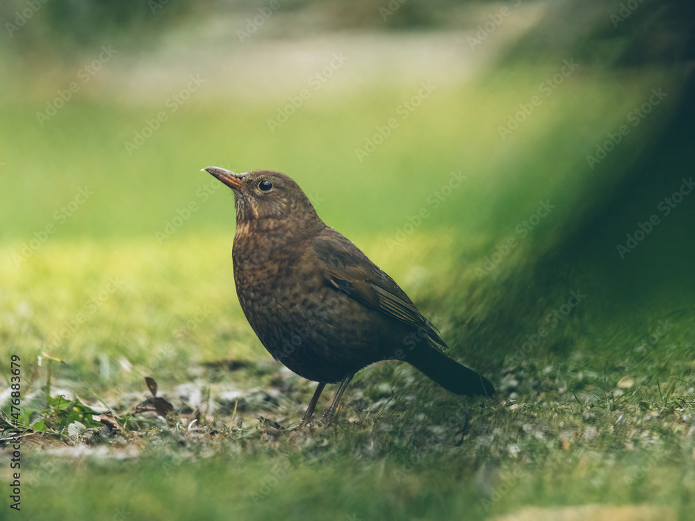 Amsel im Garten Amsel im Garten