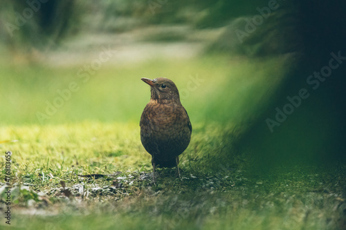 Amsel im Garten