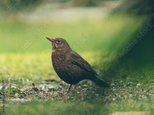 Amsel im Garten