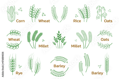 Cereal and grain. Rice wheat barley rye icons, bakery and organic products logo. Vector set