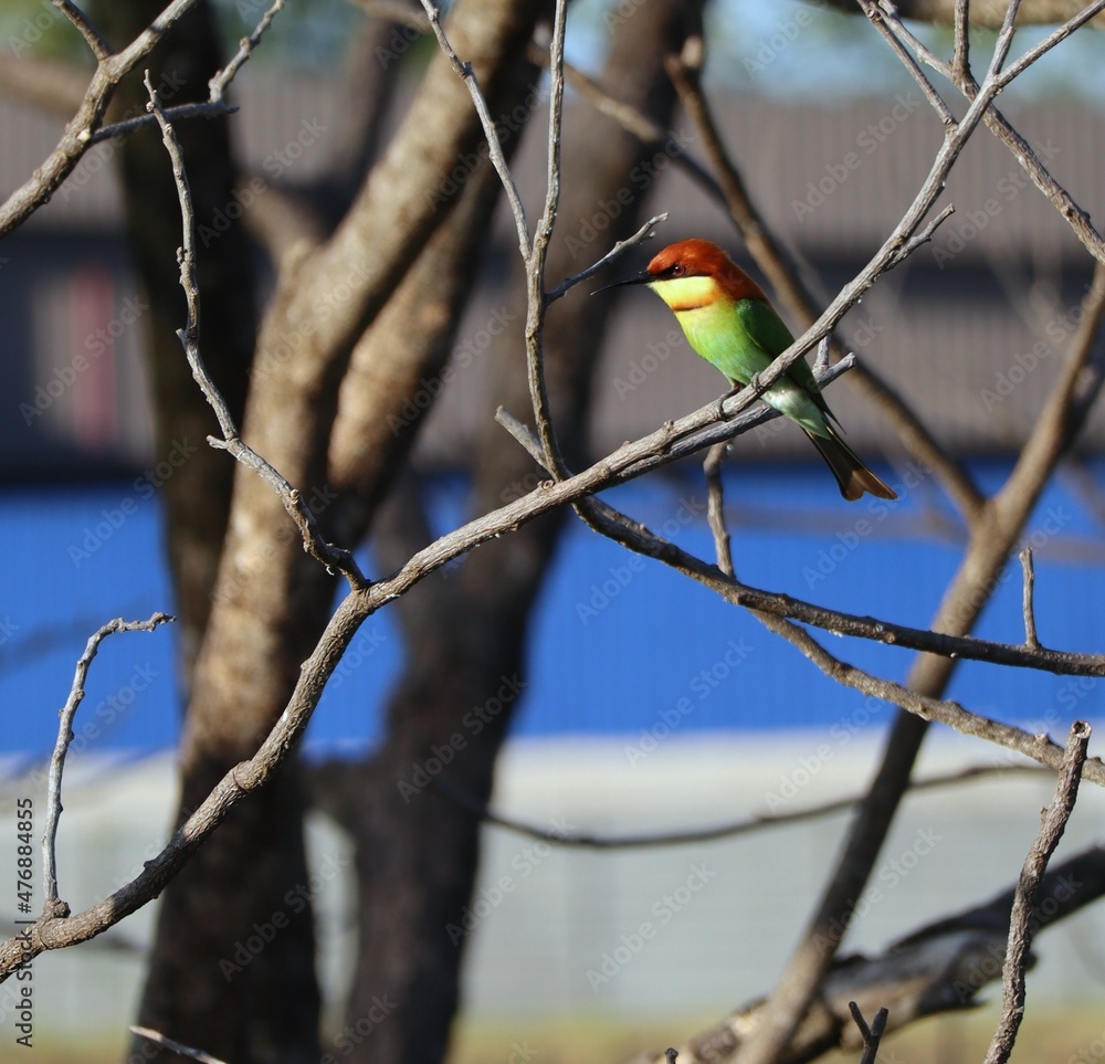 bee eater bird on dead tree branch bee eater bird on dead tree branch