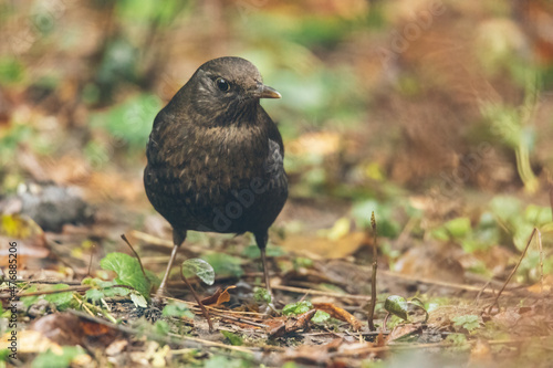 Amsel im Garten