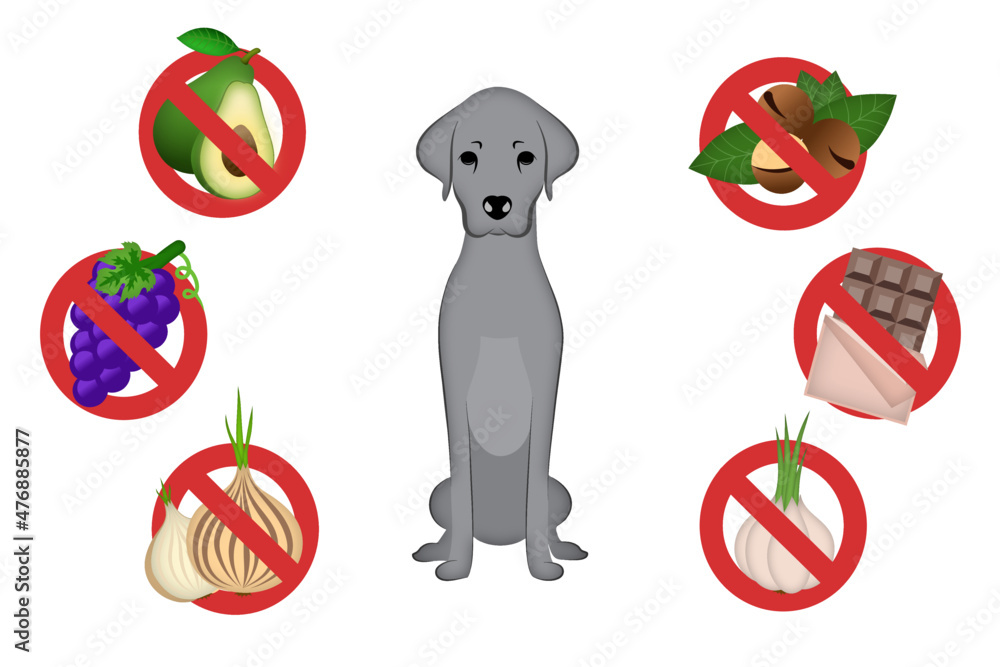 Food toxic to dogs. Set of icons includes avocado grapes onion