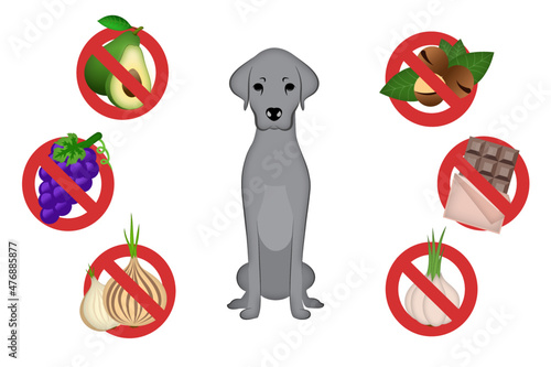 Food toxic to dogs. Set of icons includes avocado, grapes, onion, macadamia nuts, chocolate and garlic.