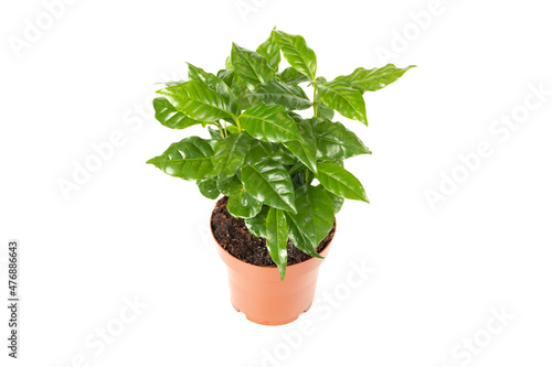 Coffee Arabica Plant in Flower Pot isolated on white background side view