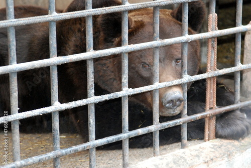 Bear in a cage at the zoo