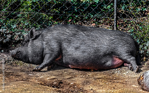 Black domestic minipig sleeping on the ground, near the fence in its enclosure