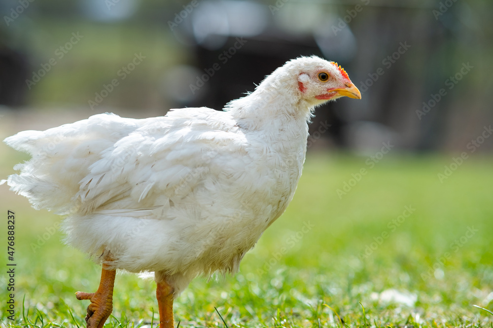 Hen feed on traditional rural barnyard. Close up of chicken standing on barn yard with green grass. Free range poultry farming concept.