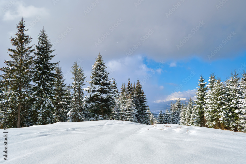 Fototapeta premium Pine trees covered with fresh fallen snow in winter mountain forest on cold bright day