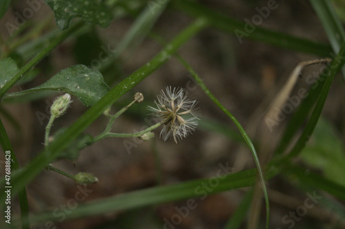 dandelion and leaves