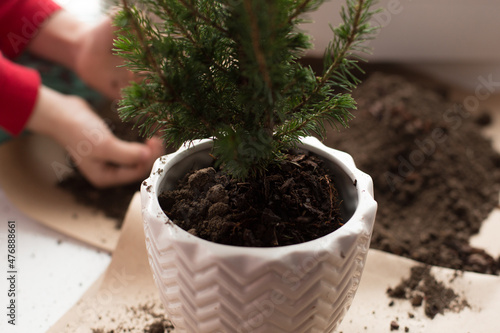 Plant transplant. Transplanting a Christmas tree into a pot. Change the soil in your houseplants. Leaving home plants. New Year
